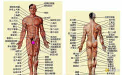 健身器材是针对人体肌肉特点而设计的缩略图